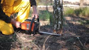 How Our Tree Care Process Works  in Antlers, OK